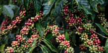 A delicious cup of coffee beans