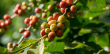 A delicious cup of coffee beans