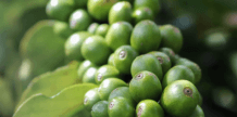 A delicious cup of coffee beans